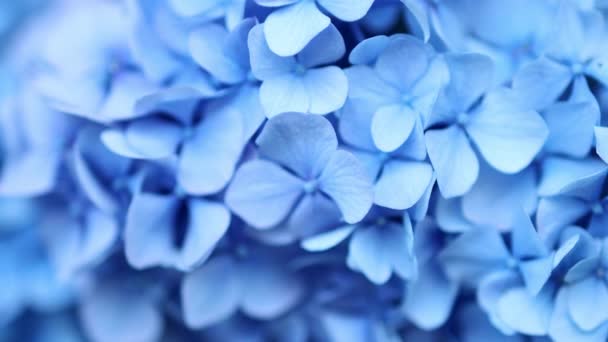 Puha Kék Hydrangea Hydrangea Macrophylla Vagy Hortensia Virág Vízharmatos Szirmokkal — Stock videók