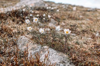 Önünde çiçekler olan yüksek dağdan güzel bir manzara. Babia Gora
