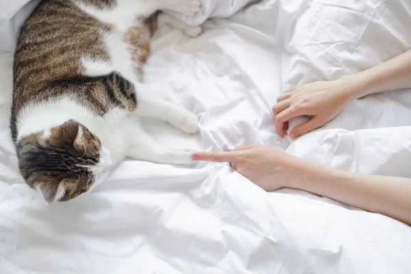 Gray white striped cats paw and human hand on a white bed background. Friendship of a woman with a pet, caring for animals.