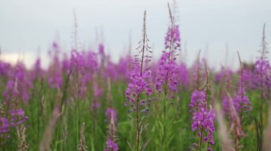 Closeup of pink flower of rosebay willow herb on light green background. High quality FullHD footage