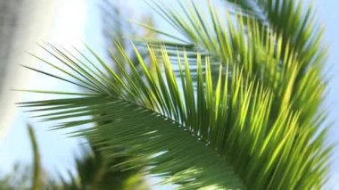 A sunny day in the warm South. The suns rays make their way through the leaves of the palm tree. Lens flare effect. High quality 4k footage