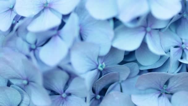 Soft Blue Hydrangea Hydrangea Macrophylla Hortensia Flower Water Dew Petals — Stock video