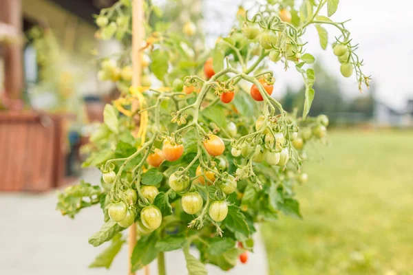 Tomato Flowering Plant Yellow Flowers Abundant Flowering Agriculture Garden Plant — 스톡 사진