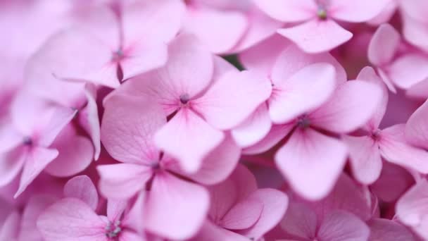 Beautiful Pink Color Hydrangea Flowers Blooming Garden Spring Summer Floral — Stockvideo