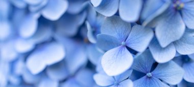 Mavi taç yapraklarının ayrıntıları. Ortanca çiçeğinin makro fotoğrafı. Tasarımcılar için çiçeklerin güzel mavi dokusu. Ortanca macrophylla. Pankart