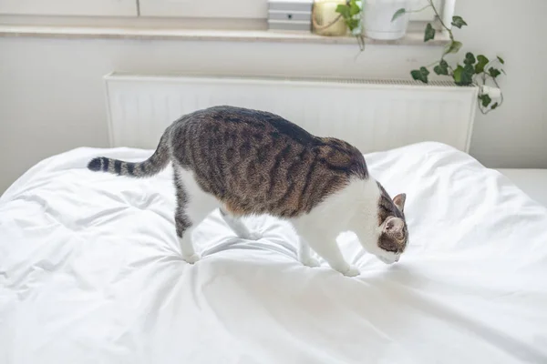 Tabby Grau Gestreifte Katze Liegt Bett Auf Einem Grauen Hintergrund — Stockfoto