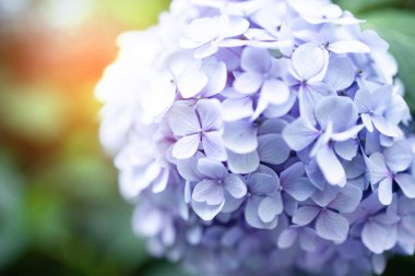 Ortanca pembe, mavi, leylak, Menekşe, mor çiçekler çiçeklenme ilkbahar ve yaz gün batımında kasaba bahçede.