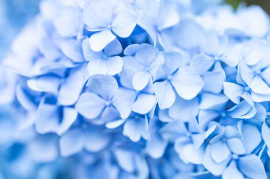 Details of blue petals. Macro photo of hydrangea flower. Beautiful colorful blue texture of flowers for designers. Hydrangea macrophylla. High quality photo