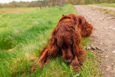 Portrait of brown cute Irish Setter dog on green grass in the park. 