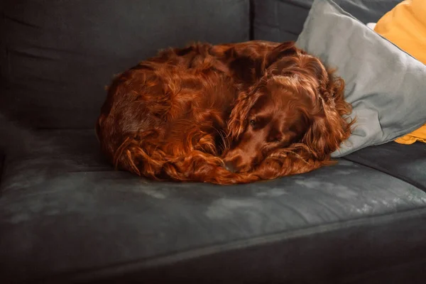 Irish Setter dog tired sleeps on a couch in bright room.