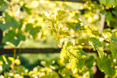 Grapes leaves in a vineyard on a sunny day
