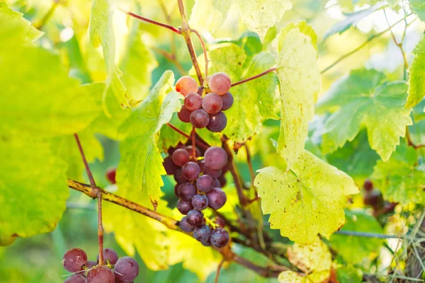 Pink Ripe Vinogorad Background Yellow Leaves Vineyard Close Agriculture Gardening — Stockfoto