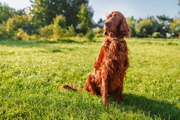 Irish Setter Dog Sits Nature Green Grass Looking Away Summer —  Fotos de Stock