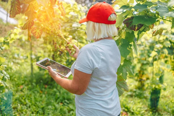 Senior woman farmer wine-maker checking the quality of grapes standing while using the tablet app in Poland. Copy space. Agriculture, gardening and wine making concept.