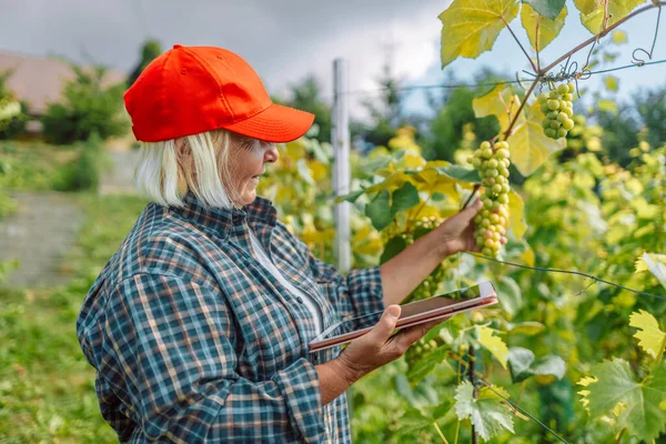 Senior woman farmer wine-maker checking the quality of grapes standing while using the tablet app in Poland. Copy space. Agriculture, gardening and wine making concept.