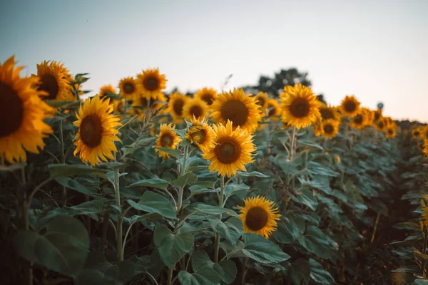 Beautiful Field Blooming Sunflowers Sunset Golden Light Blurry Soft Ten — 스톡 사진