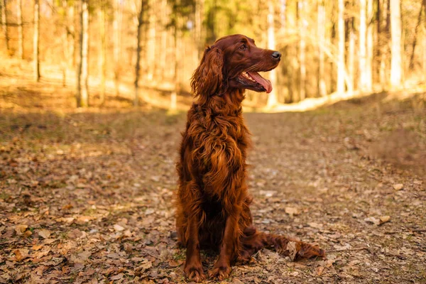 Closeup Portrait Purebred Irish Red Setter Gundog Hunting Dog Breed — Fotografia de Stock