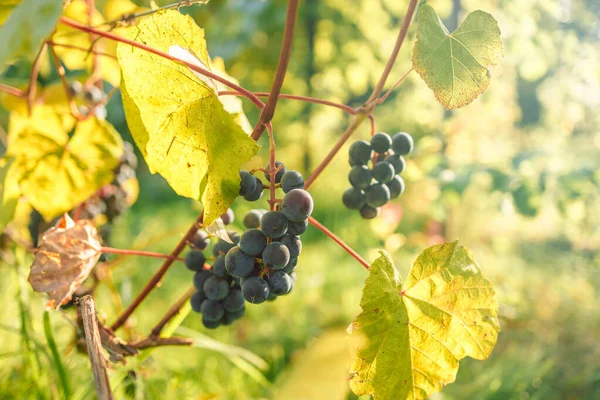 Close Vine Plant Green Leaves Dark Blue Ripening Grape Clusters — Foto de Stock