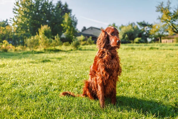 Irish Setter Dog Sits Nature Green Grass Looking Away Summer — Fotografia de Stock