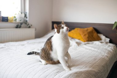 Happy domestic grey white cat playing on the bed