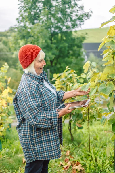 Senior woman farmer wine-maker checking the quality of grapes standing while using the tablet app in Poland. Copy space. Agriculture, gardening and wine making concept.