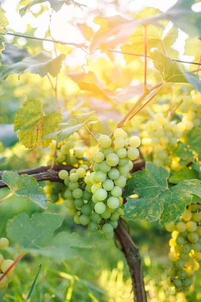 Close Harvesting Table Grapes Table Grape Farm Poland Copy Space — Stockfoto