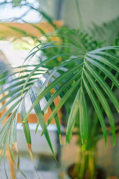 Palma Velkými Zelenými Listy Hnědém Květináči Doma Dekor Pohodlí Domácí — Stock fotografie