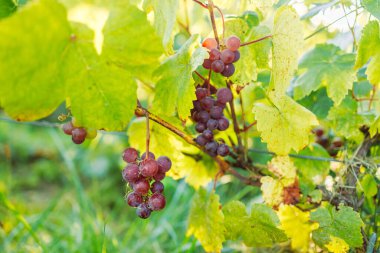 Polonya 'daki üzüm bağlarında olgunlaşan bir demet beyaz, pembe, çekirdeksiz üzüm. Uzayı kopyala Tarım, bahçıvanlık ve şarap yapma kavramı. 