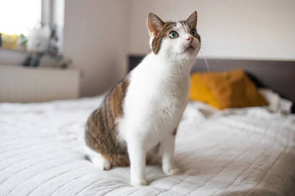 Cute straight grey tabby cat sits on bed and looking at the camera in soft morning light. High quality photo