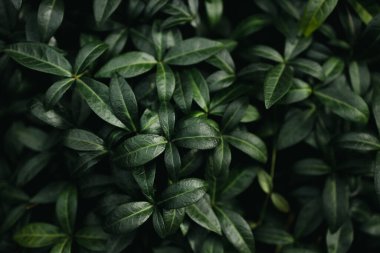 Yaratıcı yeşil arka plan, koyu yeşil yapraklı, yağmur damlacıklı, düz uzanmış.