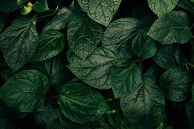Tropik yaprak dokusu, koyu yeşil ve mor dikenli yapraklar, süs bitkisi, doğa arka planı. Yüksek kalite fotoğraf