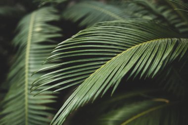 Palmiye yapraklarını kapatın, soyut çizgili doğal yeşil arka plan. Arkaplan ve doku