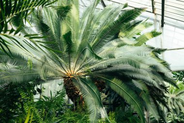 İçinde tropikal bitkiler, yağmur ormanları ve bitki örtüsü olan seranın içinde. Botanik konservatuvarı. İçi hep yeşil tropik palmiyeler ve eğreltiotlarıyla dolu.. 