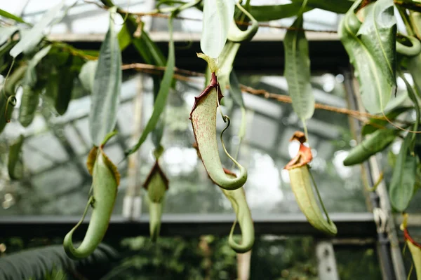 네스는 포충낭 원숭이 컵으로 도알려져 식충식물 속합니다 노골적 줄무늬 — 스톡 사진