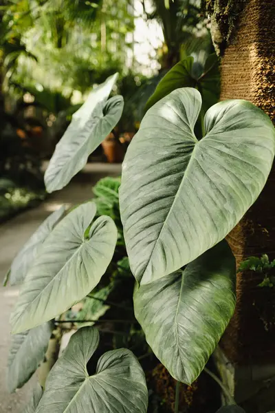 Jardim Natureza Com Plantas Perenes Exóticas Estufa Com Luz Solar — Fotografia de Stock