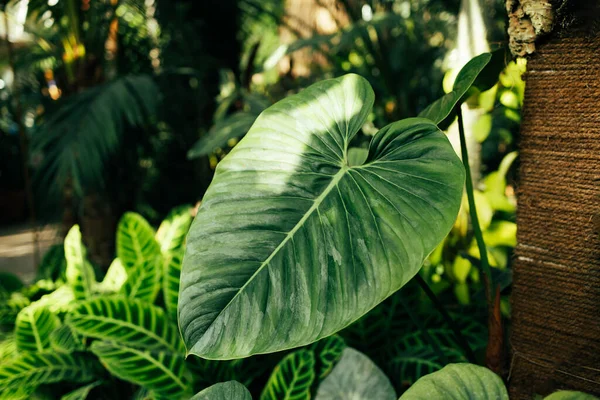 Nature garden with exotic evergreen plants in greenhouse with natural sunlight. Old tropical botanic garden. Abstract green striped nature background