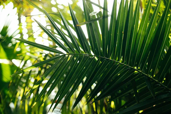 Bela Folha Coco Verde Abstrato Verde Listrado Natureza Fundo — Fotografia de Stock