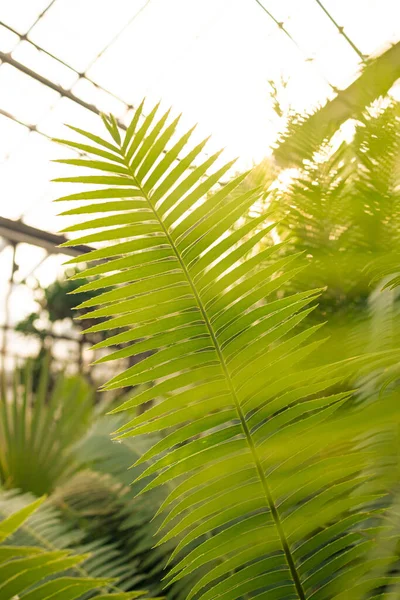 Ramo Palmeira Nos Trópicos Sob Céu Aberto Foto Alta Qualidade — Fotografia de Stock