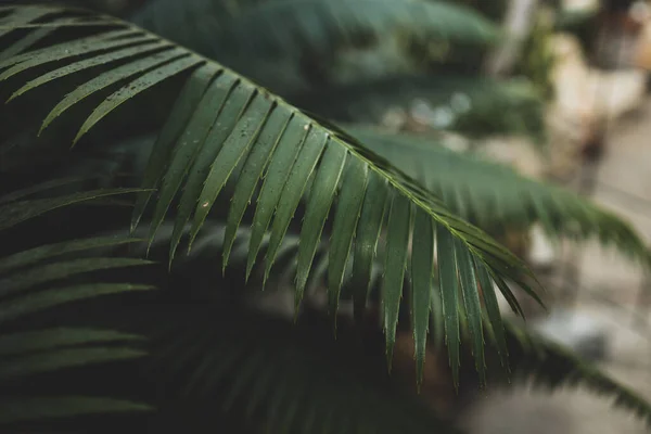 Zblízka Palmových Listů Abstraktní Pruhované Přírodní Zelené Pozadí Pozadí Textura — Stock fotografie