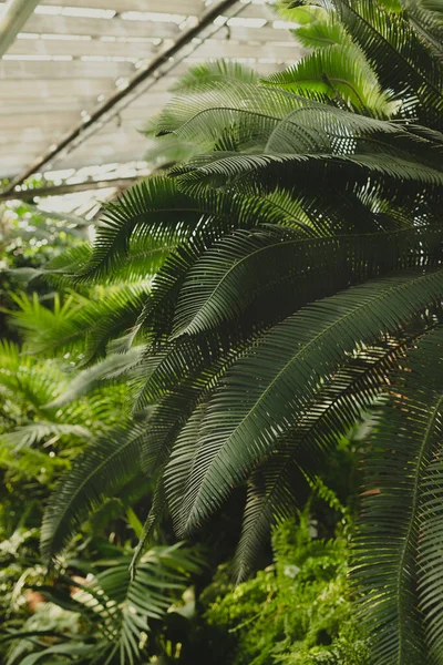 Zblízka Palmových Listů Abstraktní Pruhované Přírodní Zelené Pozadí Pozadí Textura — Stock fotografie