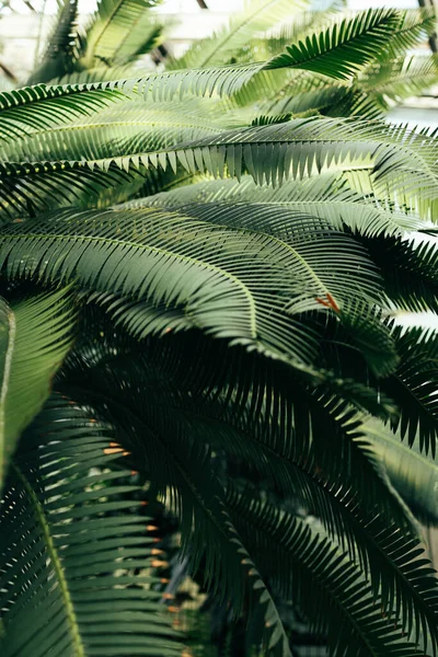Dentro Del Invernadero Con Plantas Tropicales Vegetación Selva Tropical Interior — Foto de Stock