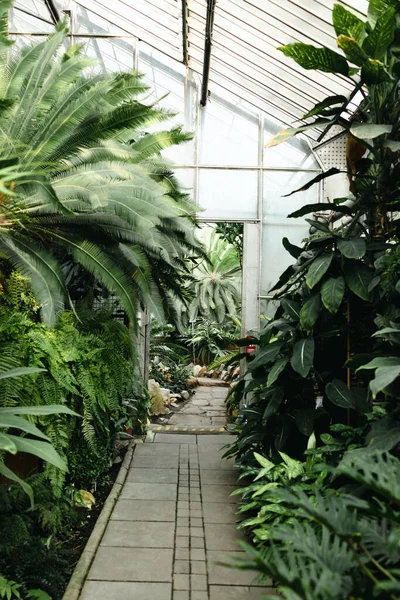 Dentro Estufa Com Plantas Tropicais Vegetação Floresta Tropical Interior Conservatório — Fotografia de Stock