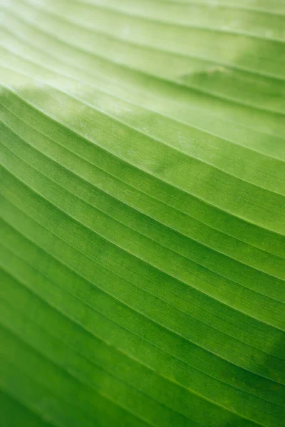 Imagem Close Bonita Textura Folha Palma Folha Verde Tropical Natural — Fotografia de Stock