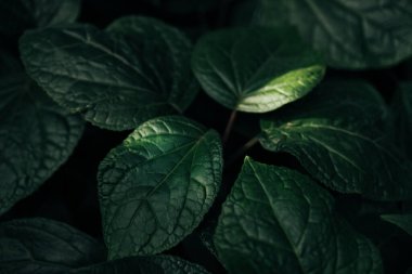 Yazın bahçedeki yeşil yaprak doğası. Doğal yeşil yapraklar bitkileri bahar arkaplanı olarak kullanır. Çevre çevresi ya da yeşillik duvar kağıdı. 