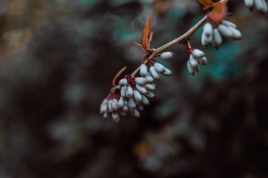 Berberis Julianae çalılarının küçük meyveleri.
