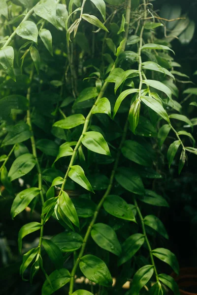 Krásná Příroda Pozadí Vertikální Zahrady Tropickým Zeleným Listem — Stock fotografie