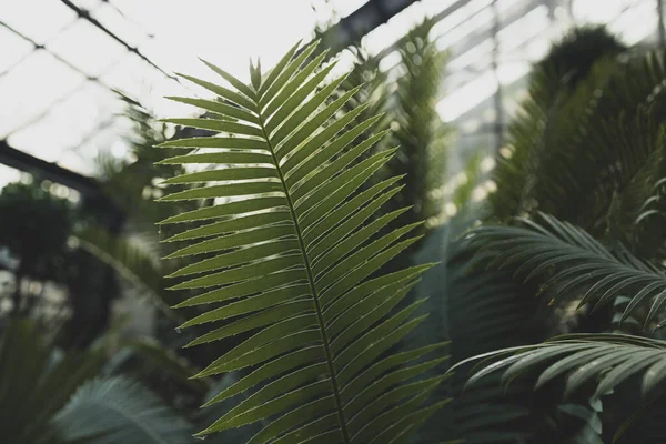 Tropické Palmové Listy Květinové Vzory Pozadí Creative Tropics Concept — Stock fotografie