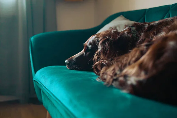 Happy Irish Setter Dog Sleeping Έναν Καναπέ Στο Άνετο Σπίτι — Φωτογραφία Αρχείου
