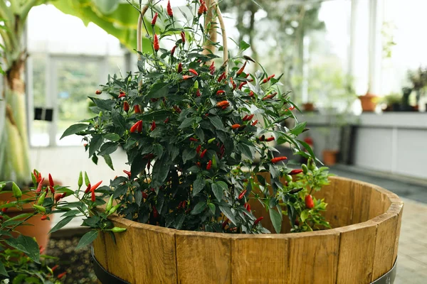 Red hot chilli pepper on a green bush in a clay pot, small fresh jalapeno peppers fresh organic whole. Potted chili peppers, bright juicy color, autumn harvest.