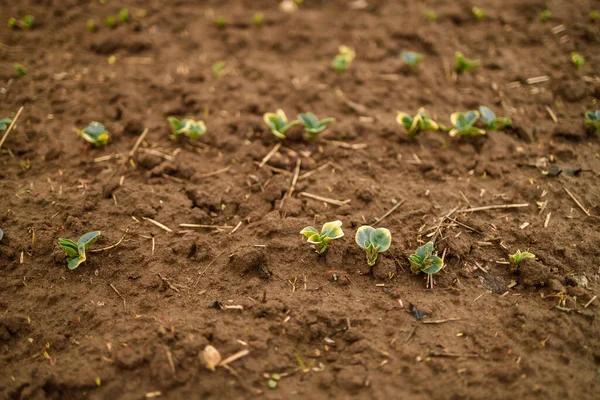 농장에서는 심었습니다 햇볕에 대비하여 재배하는 — 스톡 사진